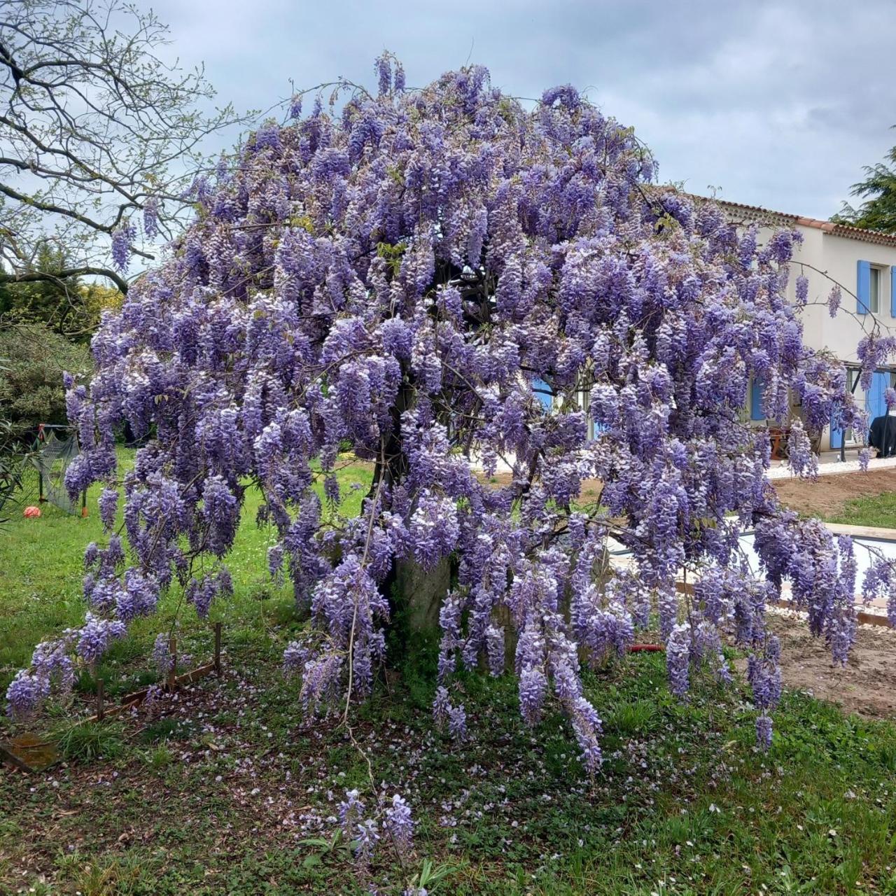 הוילה Saint-Étienne-du-Grès Le Petit Mas Des Alpilles En Provence מראה חיצוני תמונה